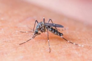 Read more about the article Vacina contra dengue está em fase final de produção